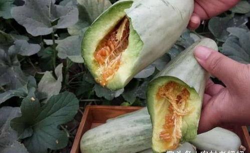 吃哈密瓜可以吃甜瓜马,解锁甜瓜美味新境界
