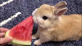 可爱小兔吃瓜,可爱小兔的甜蜜瓜果时光