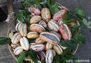 冬天吃八月瓜,暖意盎然的甜蜜回忆