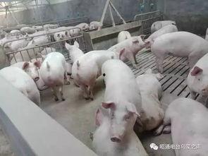 跑山猪肥猪吃瓜,探寻生态养殖的绿色奥秘