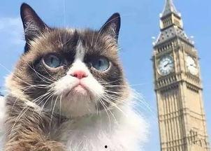 网红猫咪生气,萌态尽显！