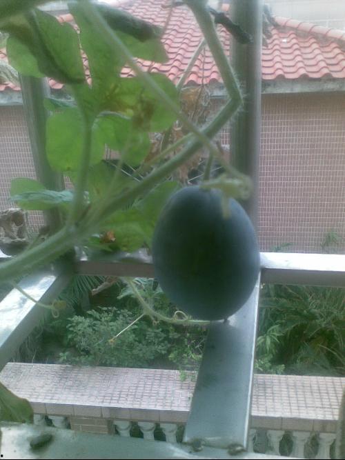 网红阳台吃瓜事件,一场网络狂欢背后的争议与反思