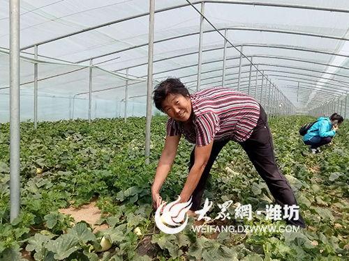 青州弥河帐篷吃瓜,青州弥河畔帐篷下的夏日吃瓜盛宴