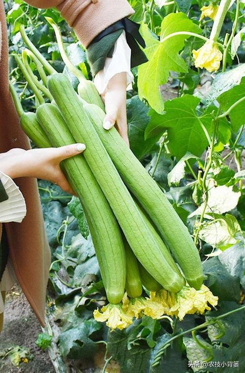 发财瓜可以煮熟吃吗,能否煮熟食用揭秘