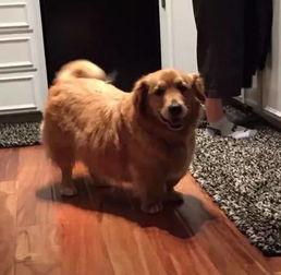 金毛混血网红,跨越种族界限的时尚宠儿