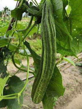 瓜棚吃瓜看图说话,悠闲时光里的吃瓜乐趣