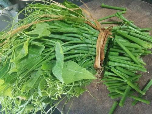 盆栽佛手瓜吃苗,从吃苗到丰收的绿色旅程