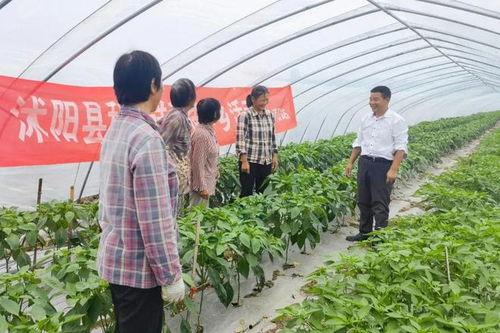 沭阳如东吃瓜,一场别开生面的吃瓜盛宴