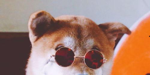 重庆狗哥吃瓜,揭秘网络热点的背后真相